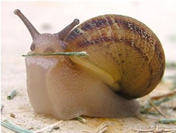 snail.jpg snail.jpg
