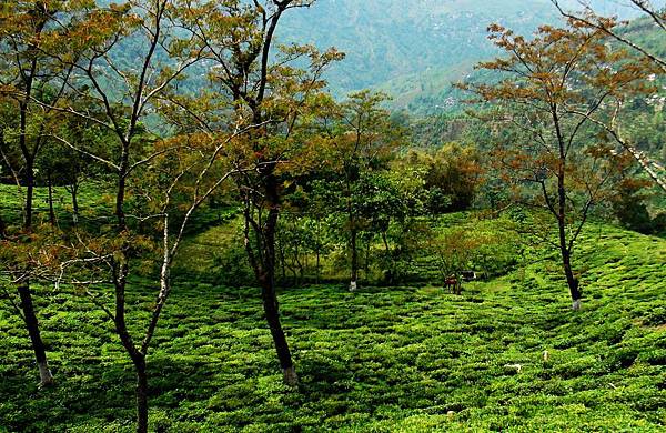 +爾利亞茶園(Arya Tea Estate)