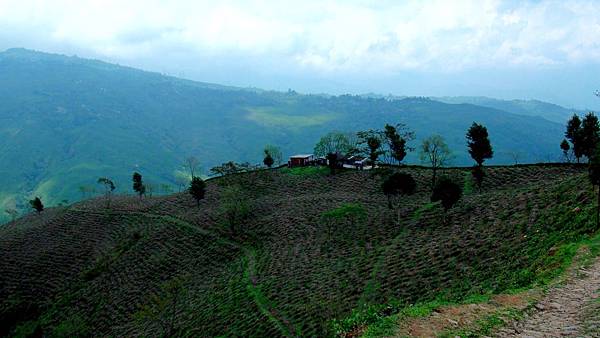 +葛朋漢納茶園(Gopaldhara Tea Estate)