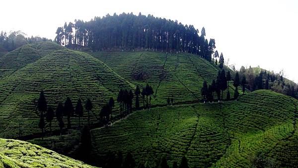 +塔爾波茶園(Thurbo Tea Estate)