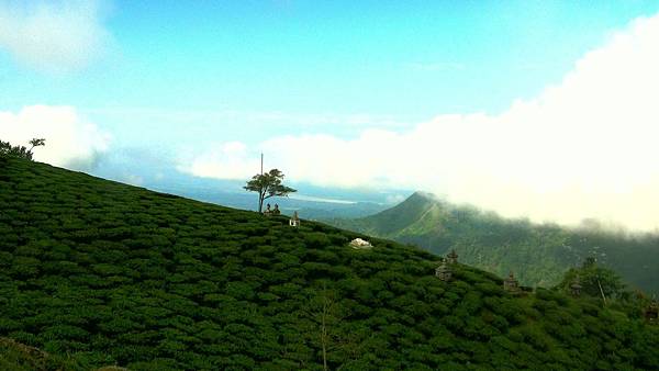 +羅西尼茶園 (Rohini Tea Estate)