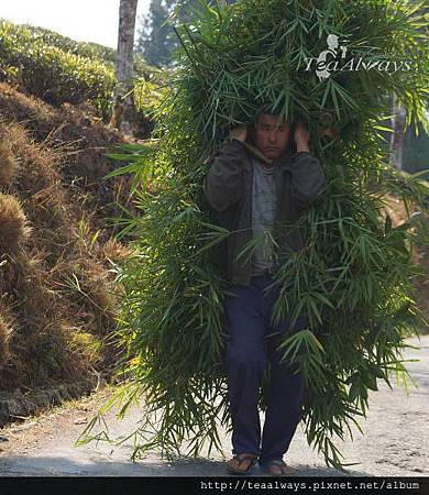 20150131Boo會移動的茶樹 20150131Boo會移動的茶樹