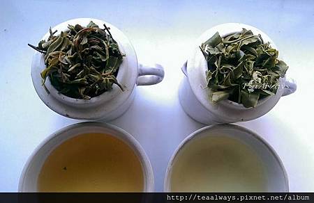 20150316品種製程杯測PK2 20150316品種製程杯測PK2