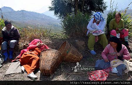 20150318米瑞克區休息中的塔爾波莊園採茶工1 20150318米瑞克區休息中的塔爾波莊園採茶工1