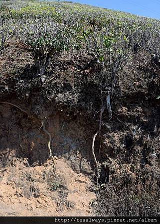 20150319巧見1872固守母土的塔爾波莊園茶樹根3