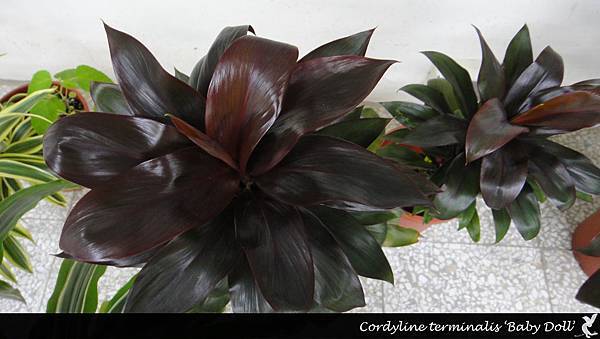 cordyline baby doll