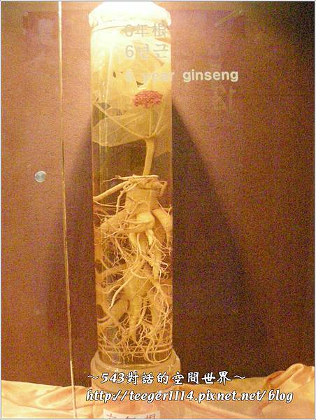 紅蔘茶15