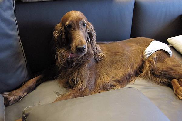 IMG_0943.JPG IMG_0943.JPG