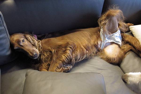 IMG_0947.JPG IMG_0947.JPG