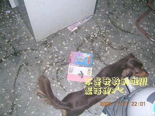 2006-11-07無辜的kalu.jpg 2006-11-07無辜的kalu.jpg