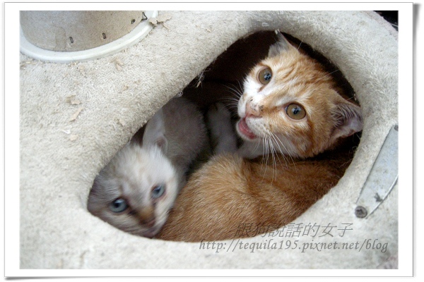 2012-12-13企貴ㄚ-哥哥保護妳-1 2012-12-13企貴ㄚ-哥哥保護妳-1