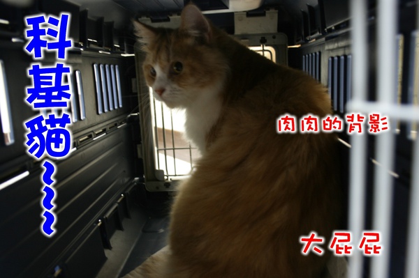 科基貓.jpg 科基貓.jpg