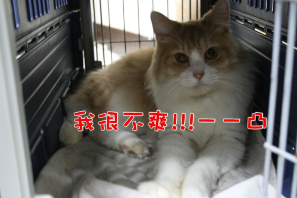 麥爽.jpg 麥爽.jpg