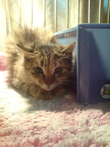 2011-03-15_5_2.jpg 2011-03-15_5_2.jpg