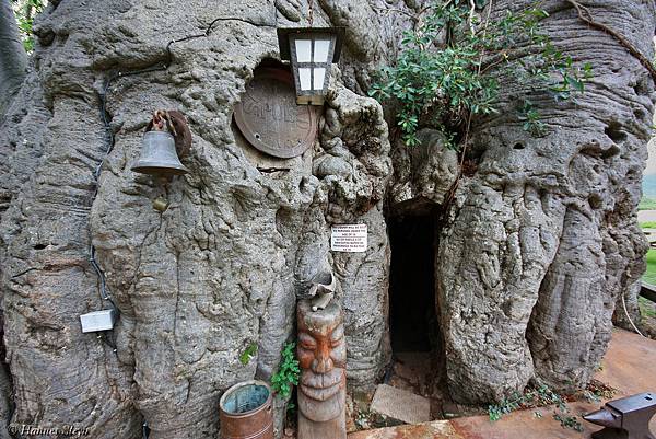 6000-year-old-hollowed-tree-bar-inside-40702.jpg