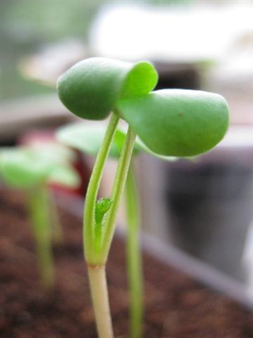 IMG_2978.jpg IMG_2978.jpg