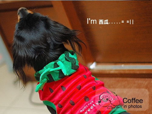 1215okA_r2_c1.jpg 1215okA_r2_c1.jpg