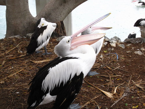 鵜鶘的眼睛好像假的
