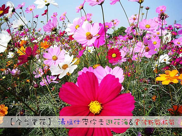 台灣_花季_波斯菊_1 台灣_花季_波斯菊_1