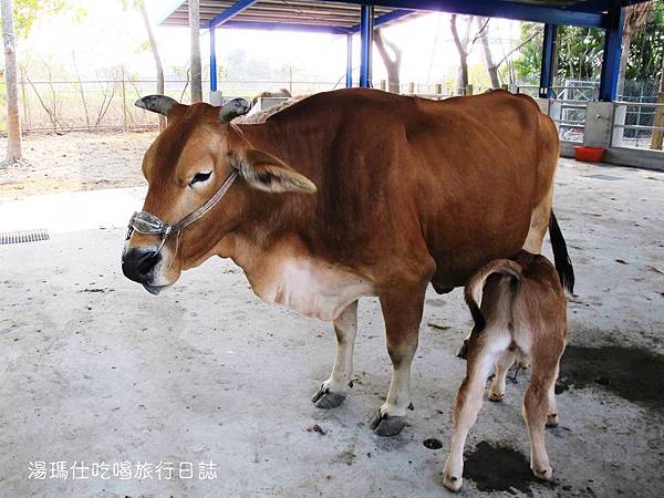 彰化_溪州_溪州公園_費茲洛公園_17 彰化_溪州_溪州公園_費茲洛公園_17