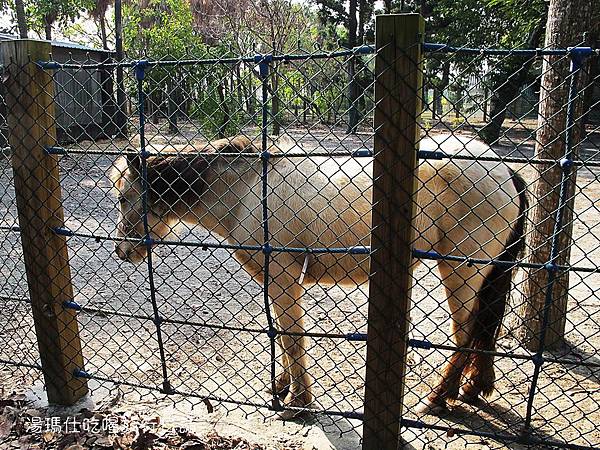 彰化_溪州_溪州公園_費茲洛公園_15 彰化_溪州_溪州公園_費茲洛公園_15