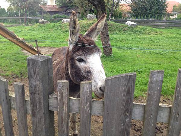 ç…§ç‰‡ 1 (7)