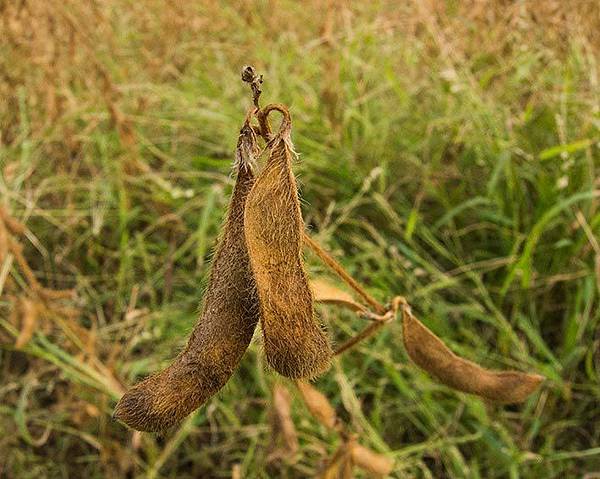黑豆收成2 黑豆收成2
