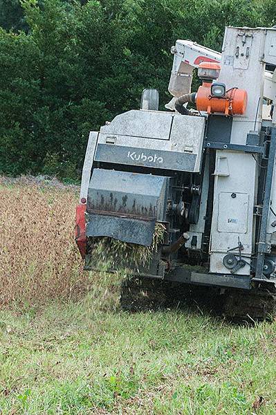 黑豆收成3 黑豆收成3