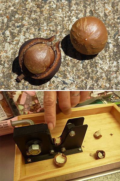 火山豆堅果 火山豆堅果