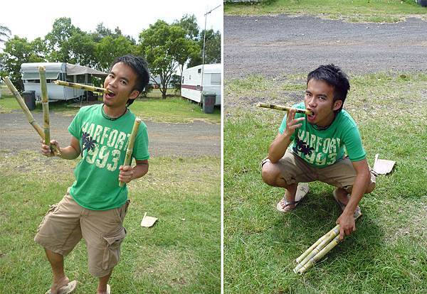 甘蔗解饞 甘蔗解饞
