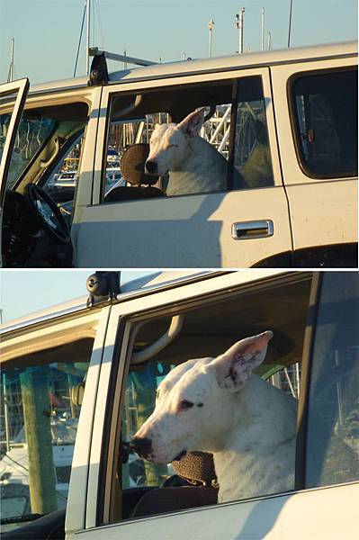 無辜的狗 無辜的狗