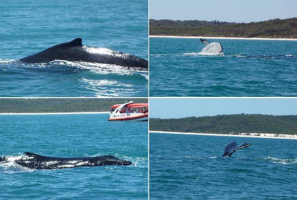 鯨魚背尾 鯨魚背尾