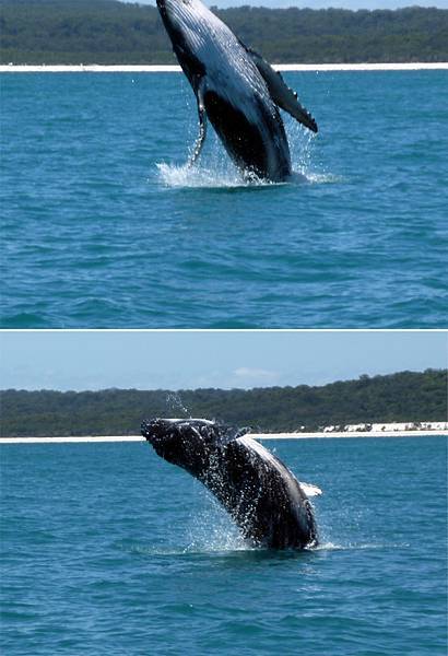 鯨魚躍 鯨魚躍