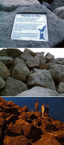 blue penguin blue penguin