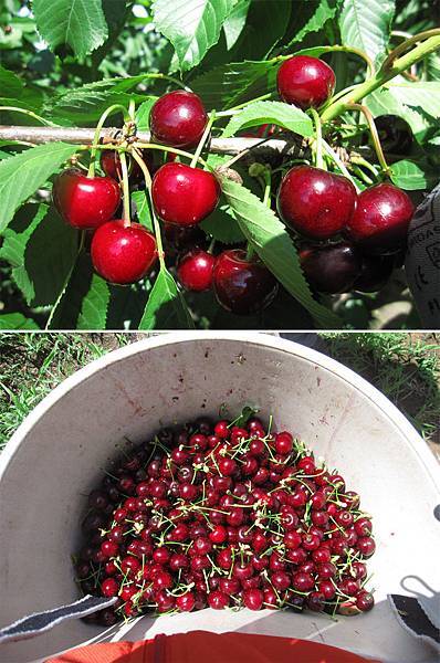 小Cherry.jpg 小Cherry.jpg