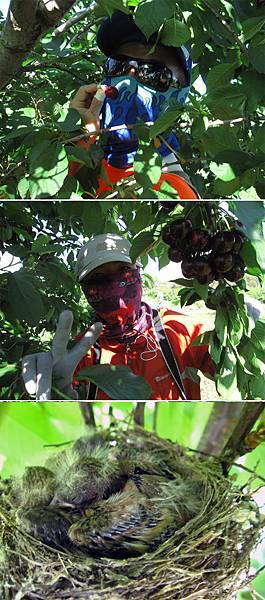 手指要防護.jpg 手指要防護.jpg