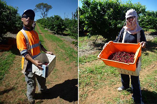 收成囉.jpg 收成囉.jpg