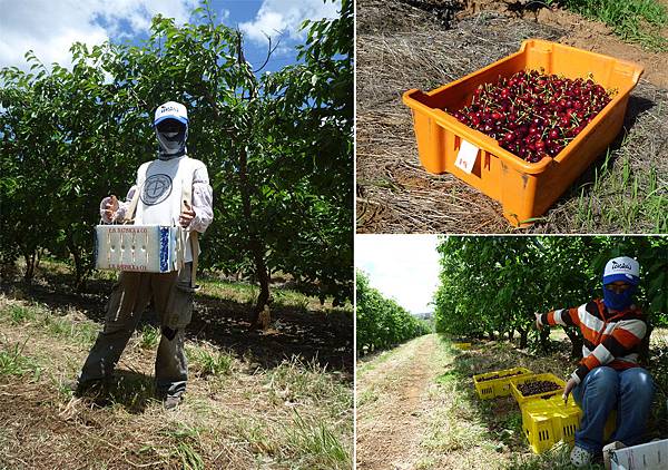 採收.jpg 採收.jpg