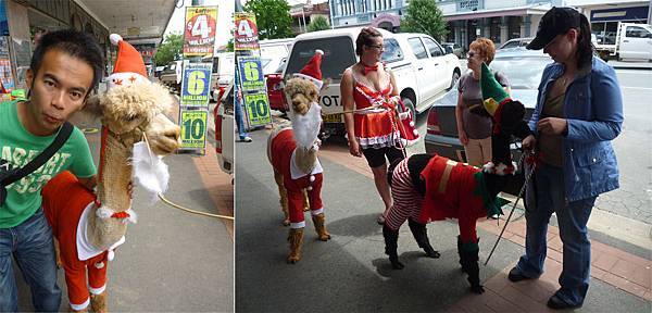 聖誕羊駝.jpg 聖誕羊駝.jpg