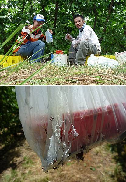 螞蟻也要吃便當.jpg 螞蟻也要吃便當.jpg