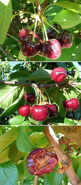 櫻桃百樣.jpg 櫻桃百樣.jpg