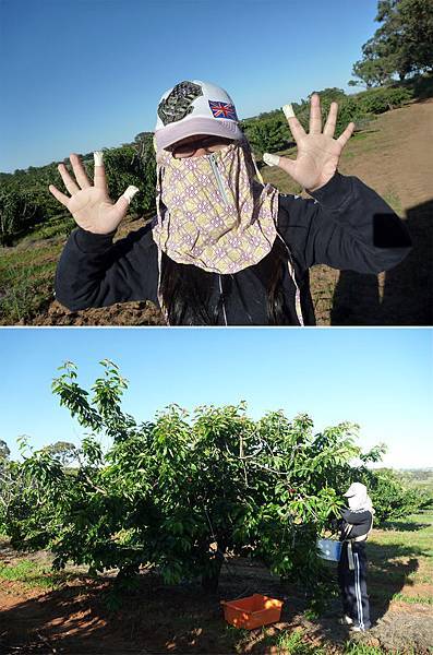 櫻桃防護措施.jpg 櫻桃防護措施.jpg