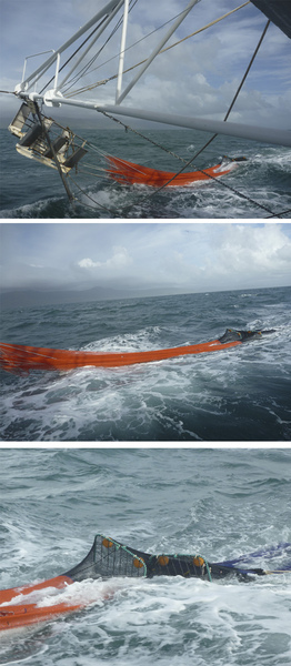 tiger prawn拖網.jpg