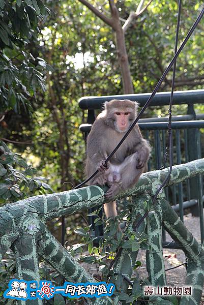 高雄壽山動物園20140102J-011.jpg