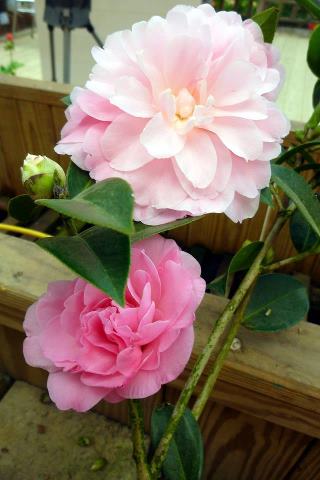 66812_528352413870885_395060772_n 66812_528352413870885_395060772_n