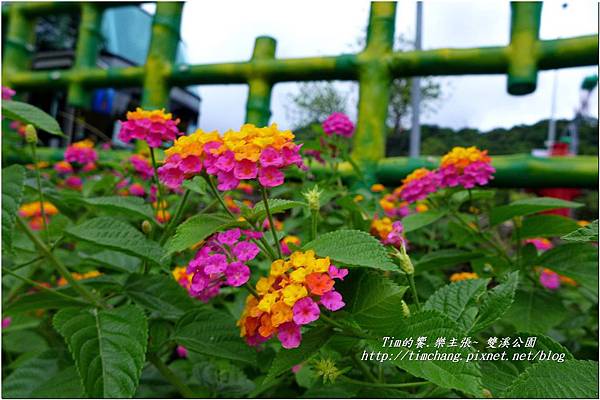 雙溪公園 (4).JPG