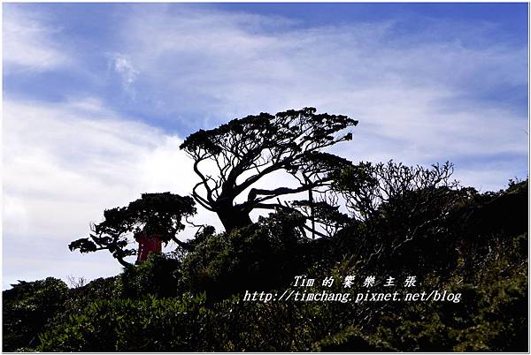 向陽樹 (12).jpg 向陽樹 (12).jpg