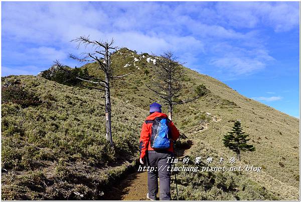 迎賓樹 (1).jpg 迎賓樹 (1).jpg