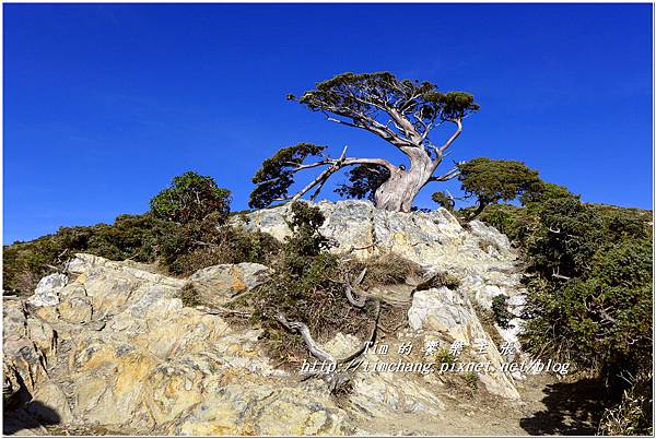 向陽樹 (1).jpg 向陽樹 (1).jpg