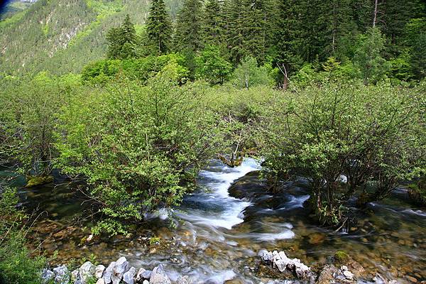 九寨溝 樹正群海 九寨溝 樹正群海